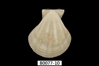 藏品(芬香海扇蛤(錢包海扇蛤))的圖片